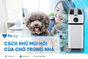 Cách khử mùi hôi của chó trong nhà