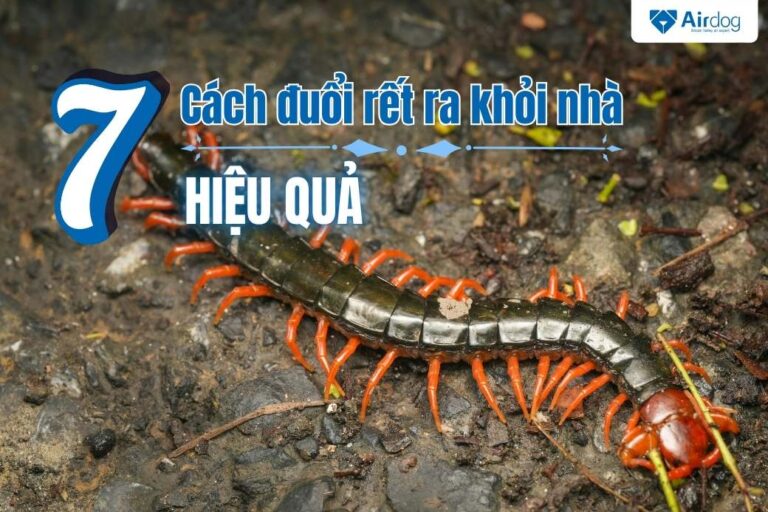 7 Cách đuổi rết ra khỏi nhà cực đơn giản, HIỆU QUẢ cao