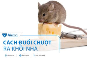cách đuổi chuột ra khỏi nhà