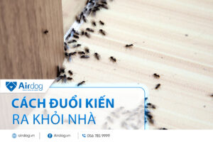 cách đuổi kiến ra khỏi nhà