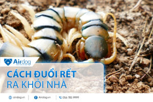 cách đuổi rết ra khỏi nhà
