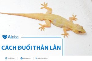 cách đuổi thằn lằn
