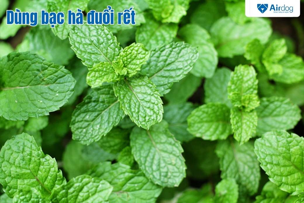 cây bạc hà đuổi rết