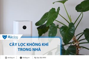 cây lọc không khí trong nhà