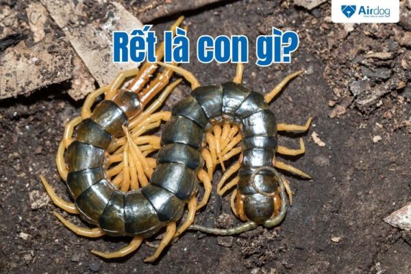7 Cách đuổi rết ra khỏi nhà cực đơn giản, HIỆU QUẢ cao